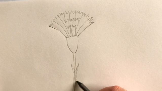 Как Нарисовать Гвоздику Карандашом Своими руками Простые домашние рисунки / How to draw flower смотреть онлайн