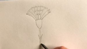 Как Нарисовать Гвоздику Карандашом Своими руками Простые домашние рисунки / How to draw flower