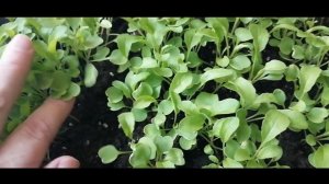 Руккола на подоконнике за 30 дней.Выращивание, посев, пикировка.