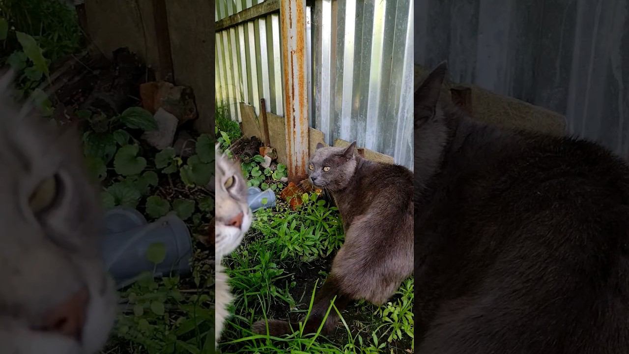 Когда понял, что зашёл не в свой двор #котики #бродячийкот #дача #cat #straycats #shortvideo