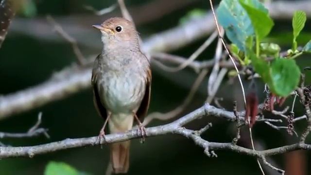 Птица поёт всеми голосами птиц смотреть онлайн