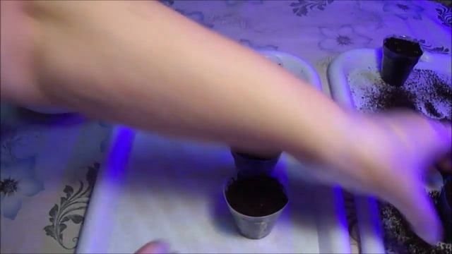 Не рассказать, а показать! Присыпка сеянцев Сельдерея. Сею землянику Александрина. смотреть онлайн