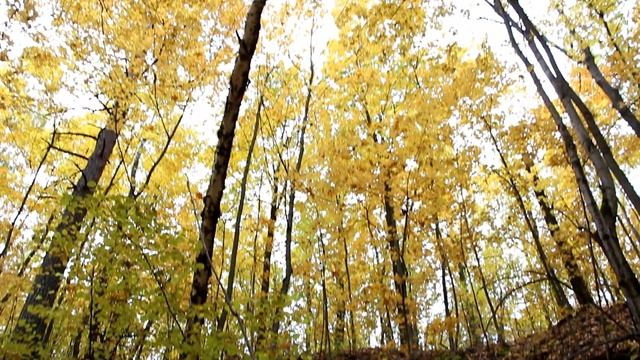 Прогулка по осеннему лесу. Говорушка подогнутная- грибы. смотреть онлайн