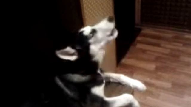 хаски поет под уточку смотреть онлайн