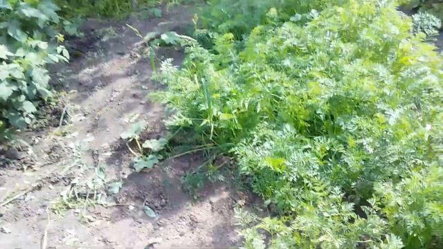 салат для поросят!/тыква/фасоль/малина не унывает!/#ДеревенскоеСело смотреть онлайн