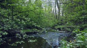 Забыть о проблемах поможет пение соловья и журчание лесного ручья