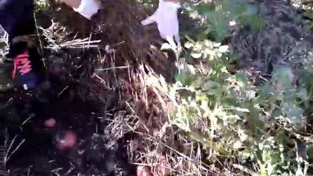 Картошка под соломой . Уборка урожая !!! смотреть онлайн
