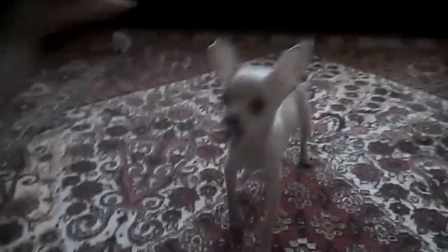 русский той Любушка Голубушка смотреть онлайн