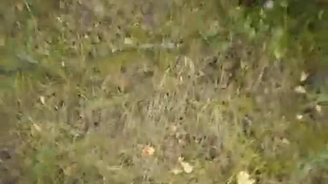 Тот груздь,что в лесу растет...