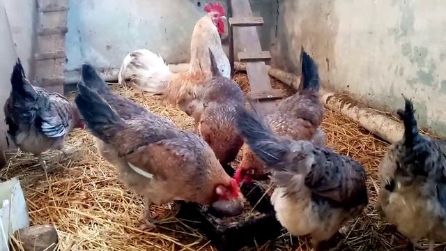 Витаминный салат на обед для кур!!