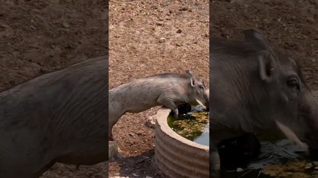 An Epic Namibia Bowhunting Adventure смотреть онлайн