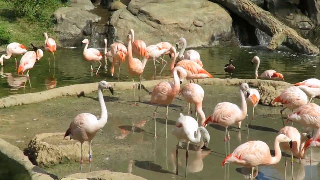 Якунович в США.Серия 7. Хьюстон.Культурная программа. Штат 5-й Техас. смотреть онлайн