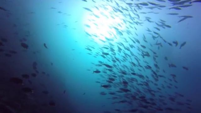 ALEXA Private Cruises - Diving Komodo National Park, Indonesia смотреть онлайн