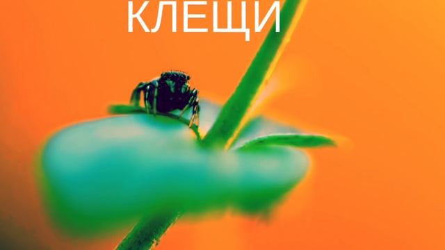 Паутинный клещ ! Сильнейшие средства и условия ! смотреть онлайн