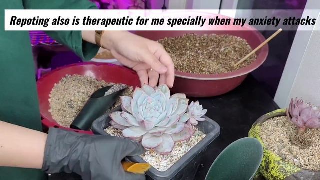 Repotting Korean succulents | Echeveria Bluebird (Repotting Succulent 101) #다육이 смотреть онлайн