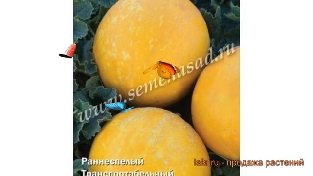 Дыня обыкновенный Золотой шар (shar) ? дыня Золотой шар обзор: как сажать семена дыни Золотой шар смотреть онлайн