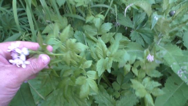 Сердечник железистый сибирский Растение Тайги Зубянка сибирская Неизвестное растение 00179 смотреть онлайн