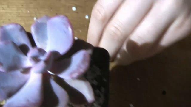 У нас суккулентомания ? Эониумы Aeonium ? посылка с суккулентами Алине смотреть онлайн