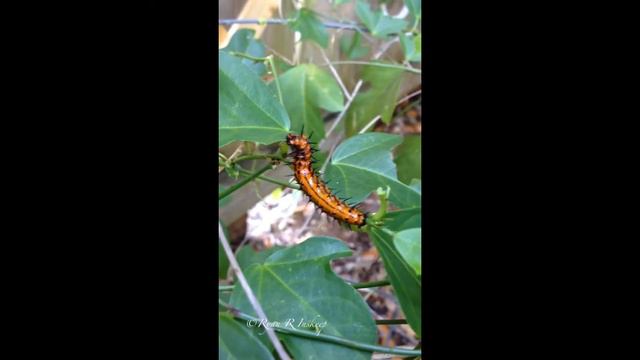 Gulf Fritillary caterpillar munching on Passiflora suberosa смотреть онлайн
