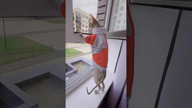 Сфинкс кот в толстовке пошёл погулять в окошко смотреть онлайн