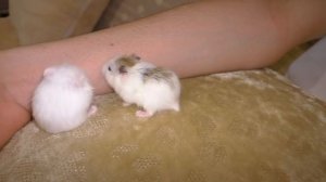 Застукала Алису ночью с....        хомяком         / Alisa Easy Pets