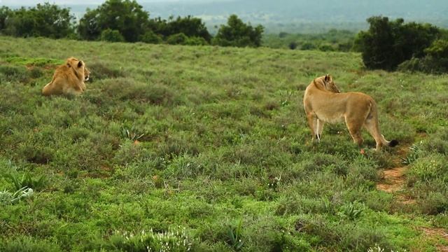 Красивая львица, звуки льва, рык льва смотреть онлайн