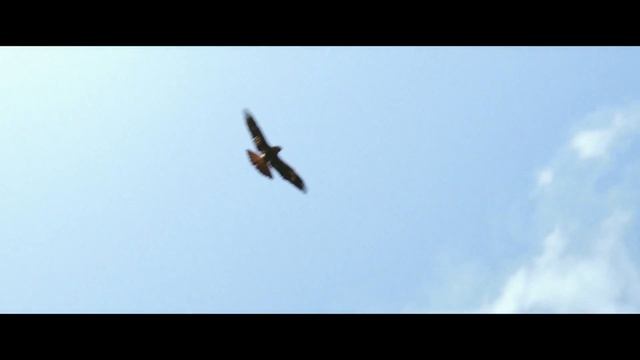 Rango (2011) Trailer #1 | Movieclips Classic Trailers