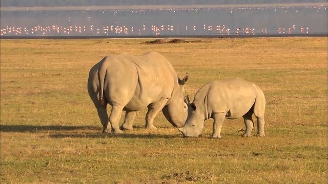 Формулы жизни - Часть 2.Закон размера -Документальный фильм смотреть онлайн