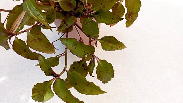 Tinantia Pringlei Variegated