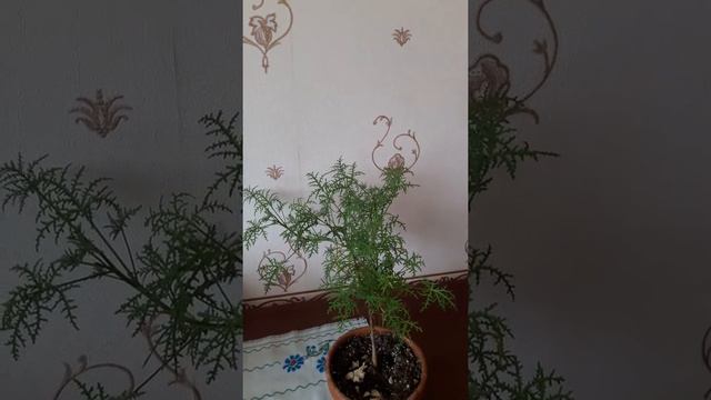 Filicifolium душистая пеларгония смотреть онлайн