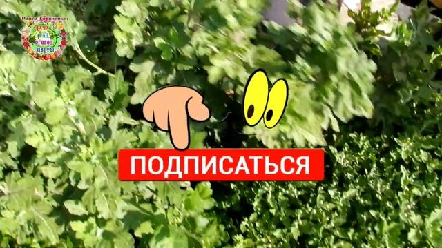 Чем провести подкормку хризантем перед цветением? смотреть онлайн