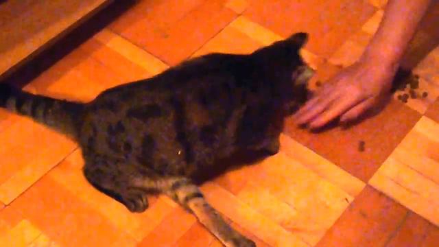 Кошка со сломанной задней лапой 2 смотреть онлайн