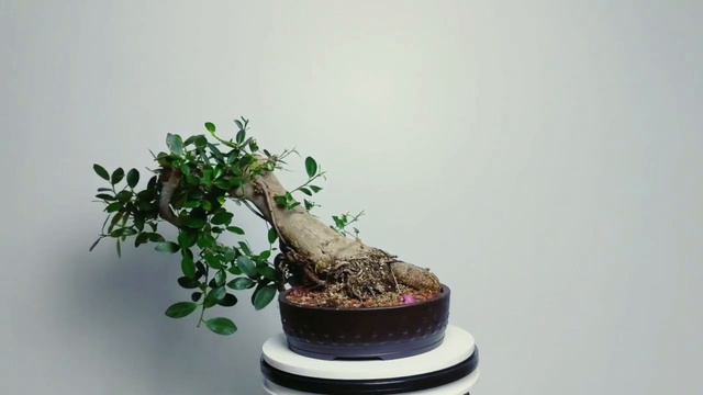 Display Series: Update For Tigerbark Ficus #1 and Green Island "Lampshade" смотреть онлайн