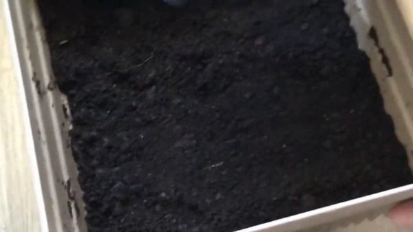 Как Вырастить Дерево Авокадо ? Дома / Легко и Быстро ??Avokado ağacını necə böyütmək olar? Evdə