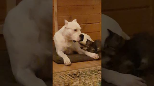 СОЛДАТ РЕБЁНКА НЕ ОБИДИТ смотреть онлайн