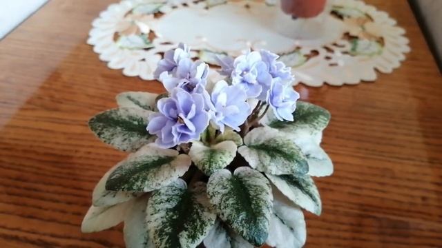 Сортовые фиалки Scales & Carnaval смотреть онлайн