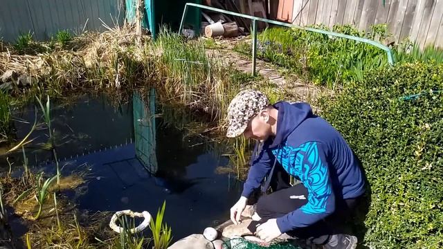 Запуск карасей в прудик смотреть онлайн