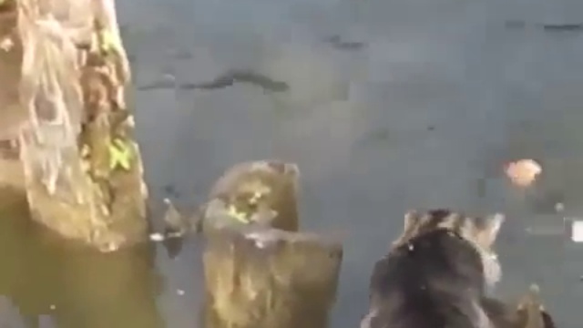 Котик ловит себе рыбку смотреть онлайн