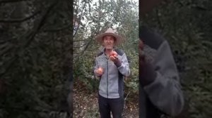 Яблоня Сиверса. Апорт, Алматинский.