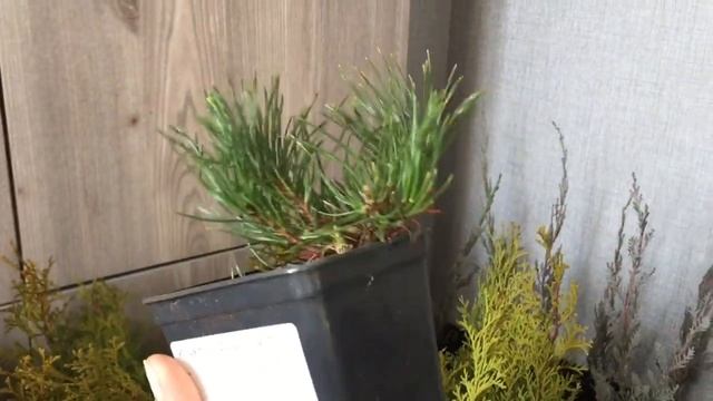 Замовлення саджанців хвойних із розсадника «Зелені янголи» з м.Ужгорода смотреть онлайн