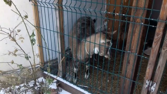 Ухаживания козла. смотреть онлайн