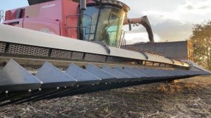 Уборка подсолнуха 2021г. Комбайн CASE IH 9250.