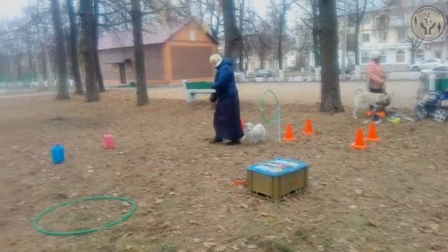 03.11.2018 г. Канистерапия во Владимире для детей с ОВЗ смотреть онлайн