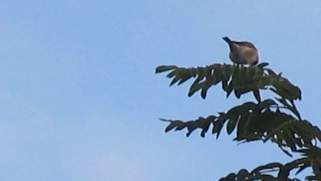 Ловля птиц. Щеглы , чижи, репла. смотреть онлайн