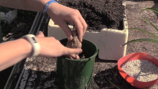 How to Grow and Divide Nerines - Varieties and Flower Colours. смотреть онлайн