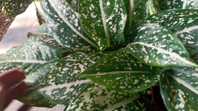 ഒരു സുന്ദരി Aglaonema | Aglaonema costatum | Aglonema care | Gardening in malayalam | Home garden смотреть онлайн