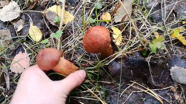 100 подосиновиков на одной поляне смотреть онлайн