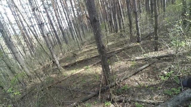 # Стычка в Черном лесу смотреть онлайн