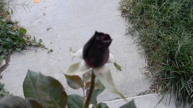 Black Baccara Hybrid Tea Rose Color Change смотреть онлайн