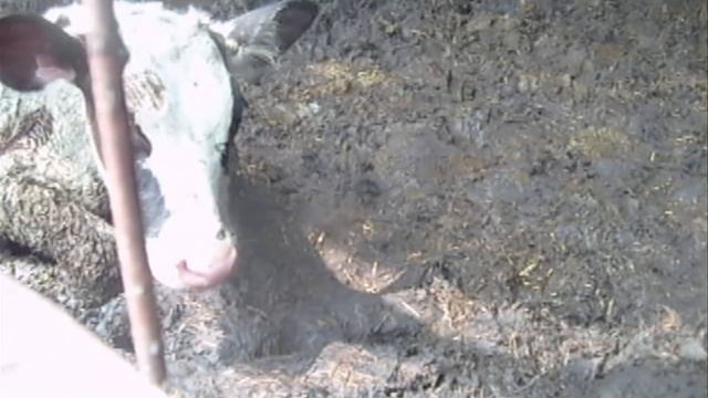 The REAL Price of Meat | One Cow's Heartbreaking Trip to Slaughter смотреть онлайн
